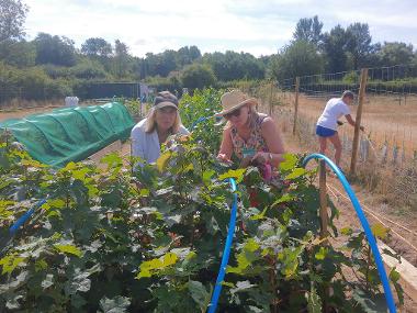 Gressenhall Tree Nursery Volunteers